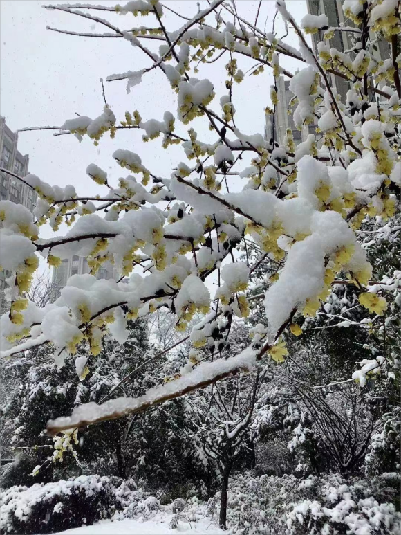 雪下在春天来的路上(图2)