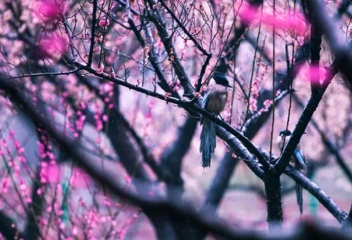 花落不语空辞枝(图1)