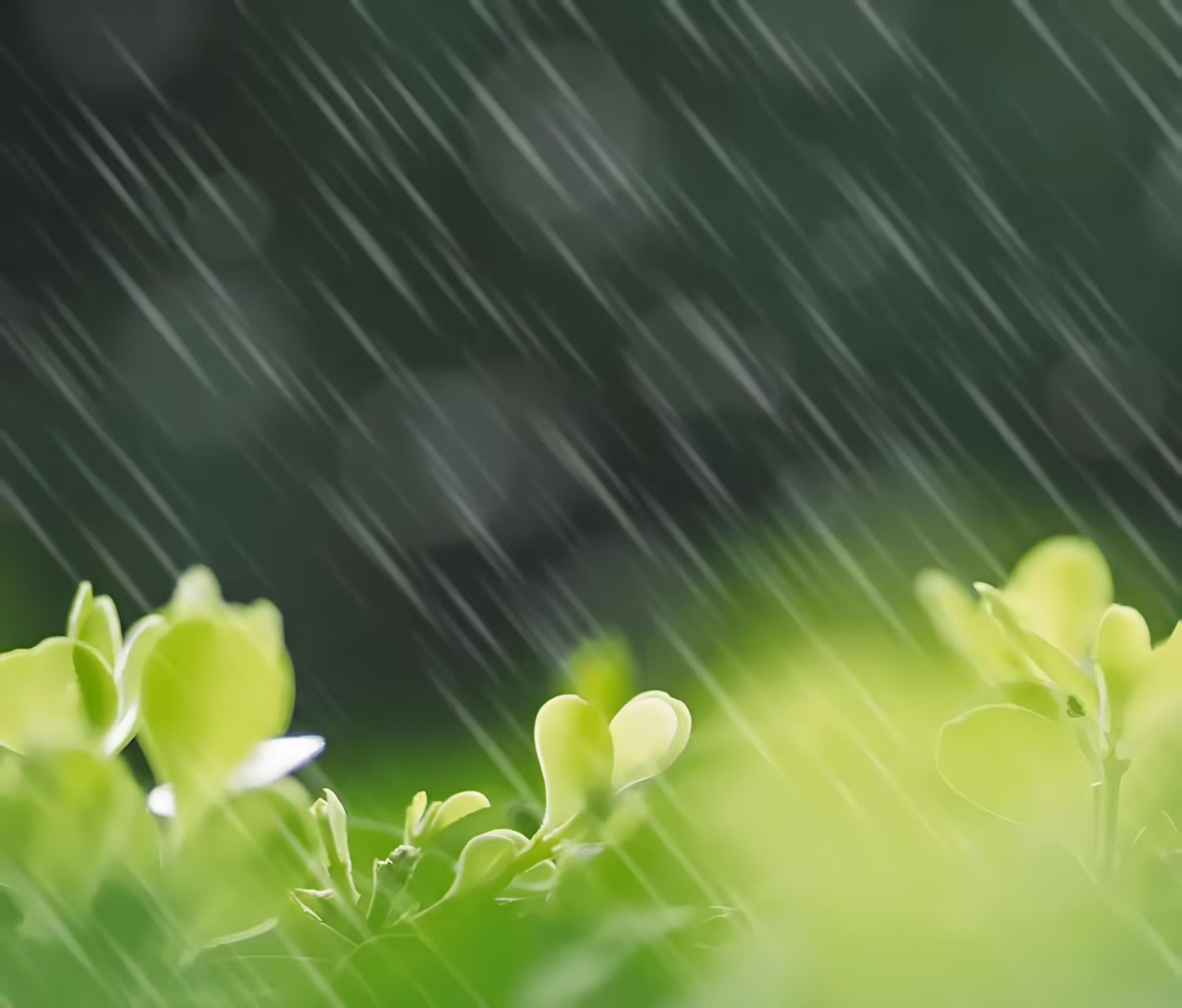 故乡的风在梦中游荡(图1)