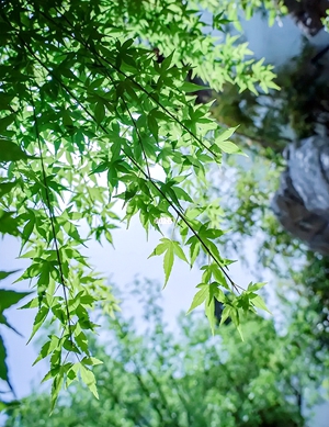 蝉鸣落尽时，桂香叩门来（现代诗）(图1)