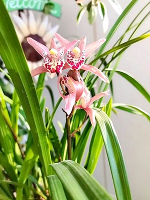 那一缕兰香（现代诗）(图1)