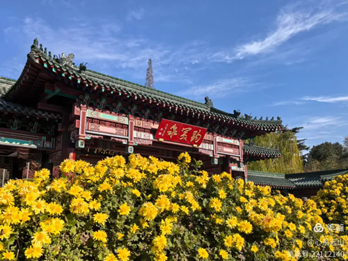 趵突菊韵  锦绣泉城 一一第46届趵突泉菊花展(图1)