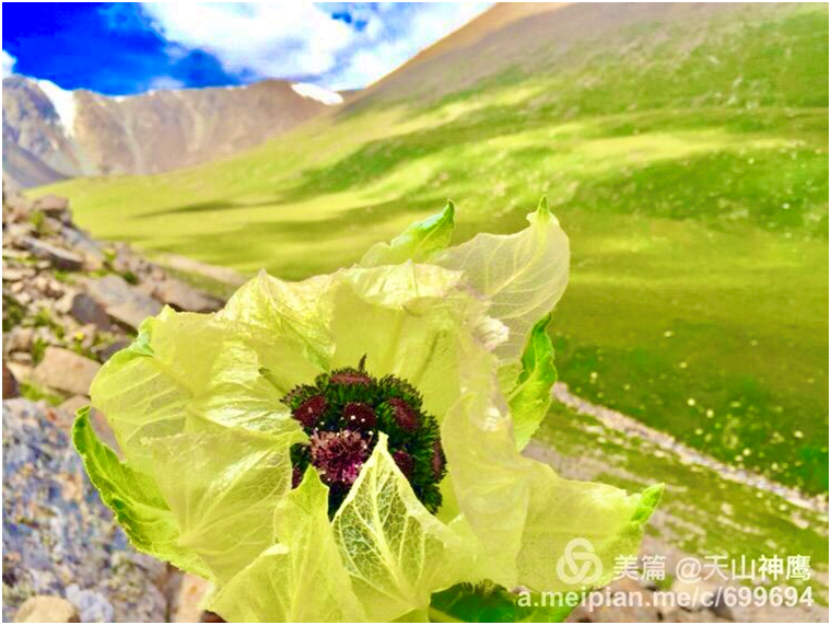 巴伦台纪事  ——我在南疆线上的三个小故事(图6)