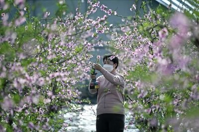  二月春来早(图1)