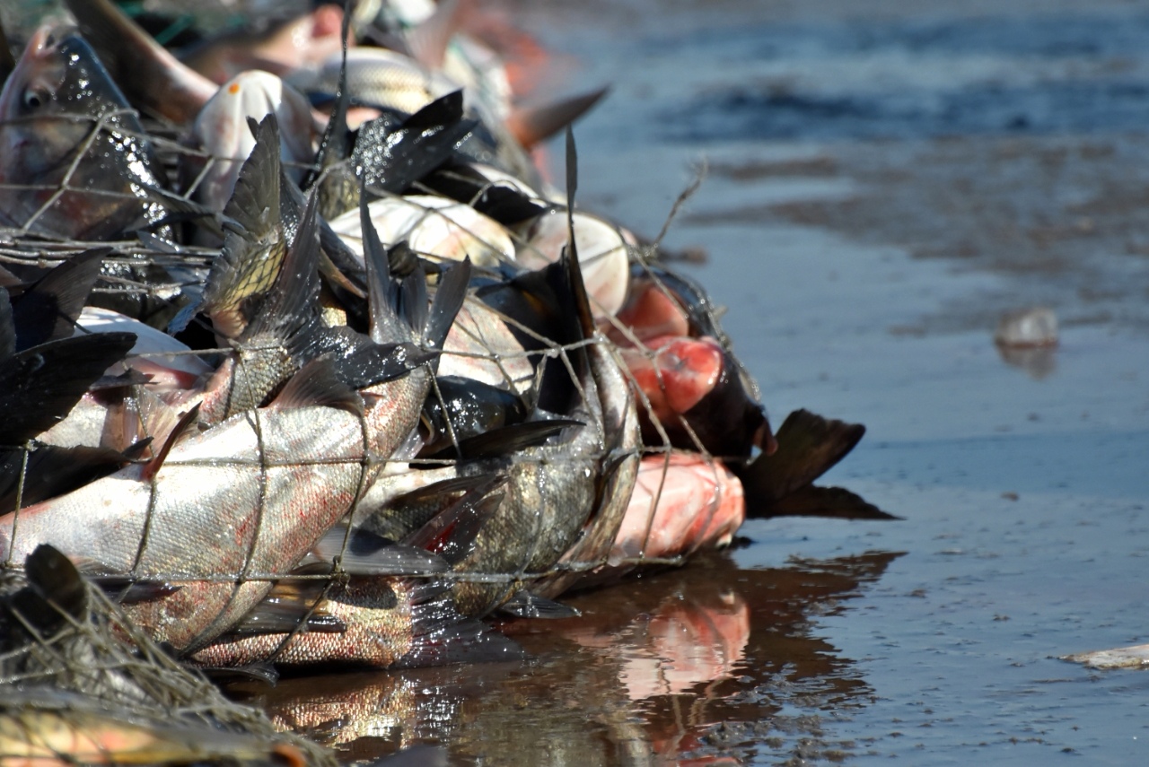 沈阳棋盘山第二届秀湖冬捕嘉年华掠影(图3) 沈阳棋盘山第二届秀湖冬捕嘉年华掠影(图3)