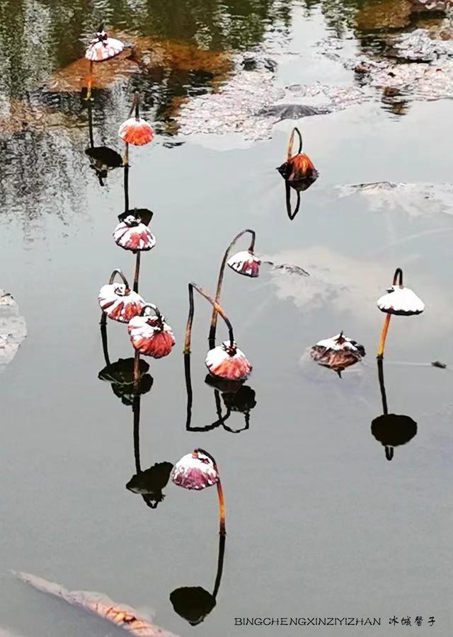 雪中残荷,风骨傲然一一绿衣仙子礼赞(组诗之十)(图1) 雪中残荷,风骨傲然一一绿衣仙子礼赞(组诗之十)(图1)
