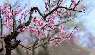 灼灼绽放(图1) 灼灼绽放(图1)