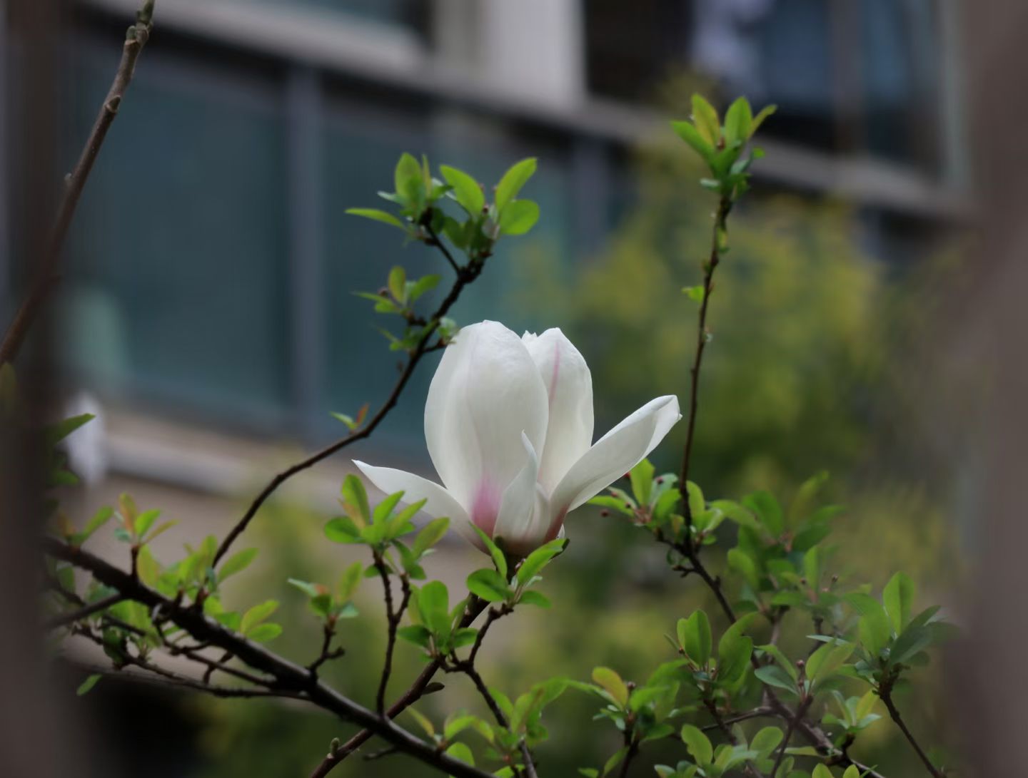 玉兰花开君再来(图8) 玉兰花开君再来(图8)