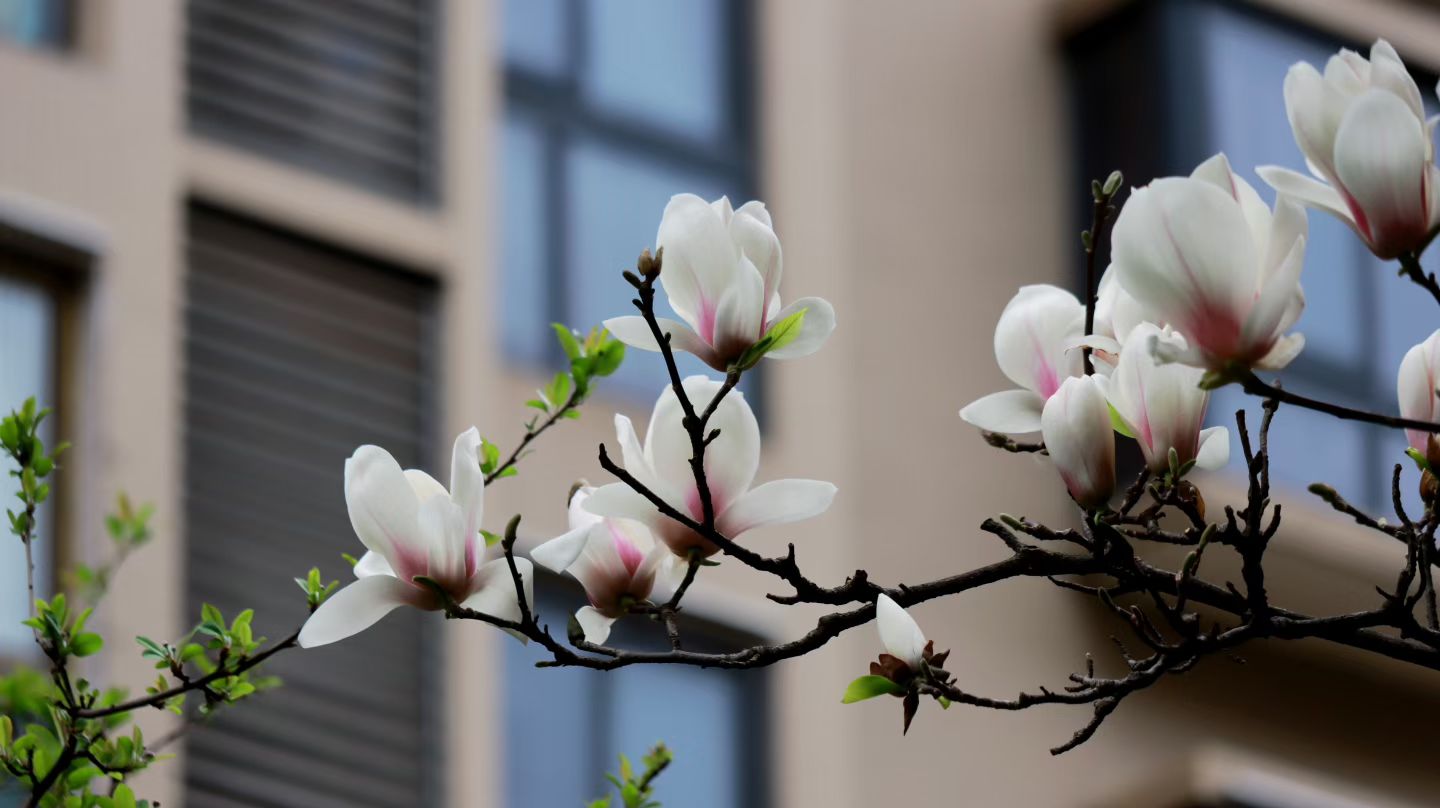 玉兰花开君再来(图4) 玉兰花开君再来(图4)