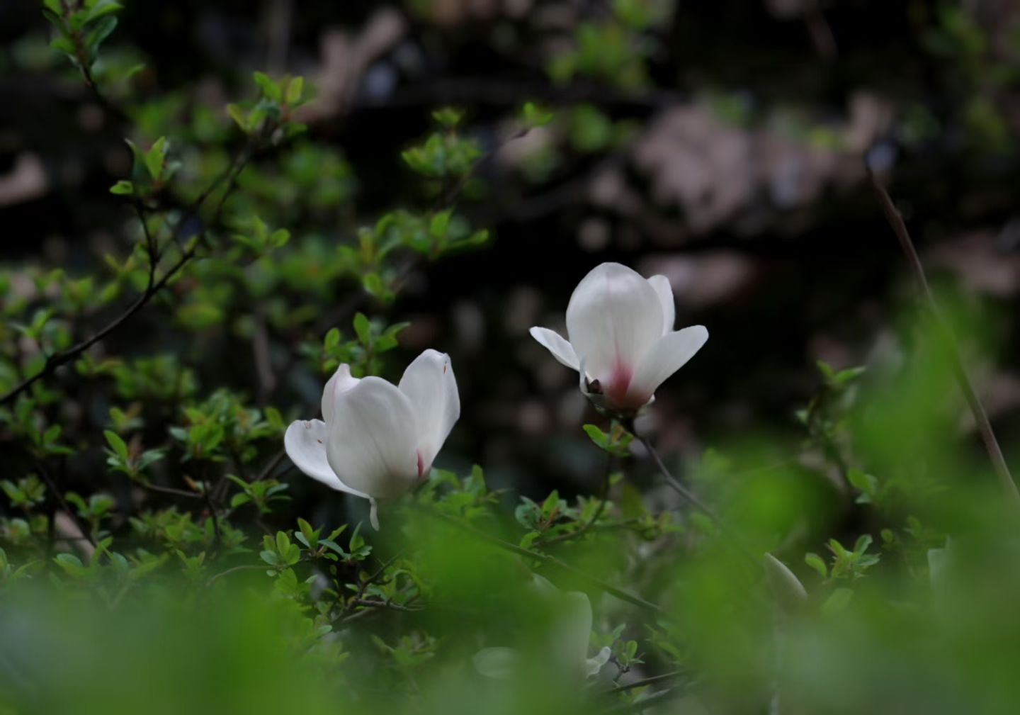 玉兰花开君再来(图9) 玉兰花开君再来(图9)