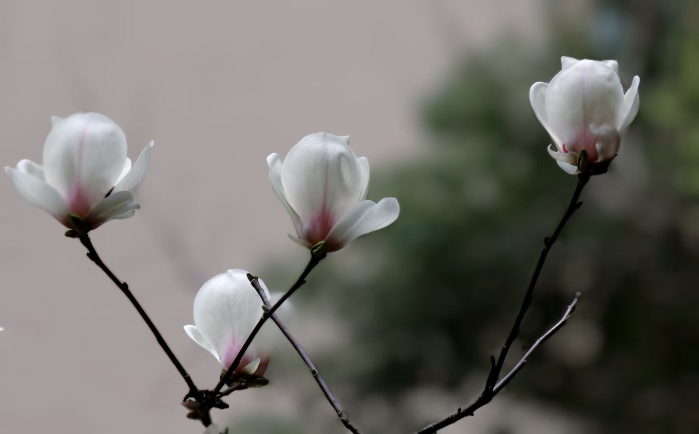 玉兰花开君再来(图1) 玉兰花开君再来(图1)