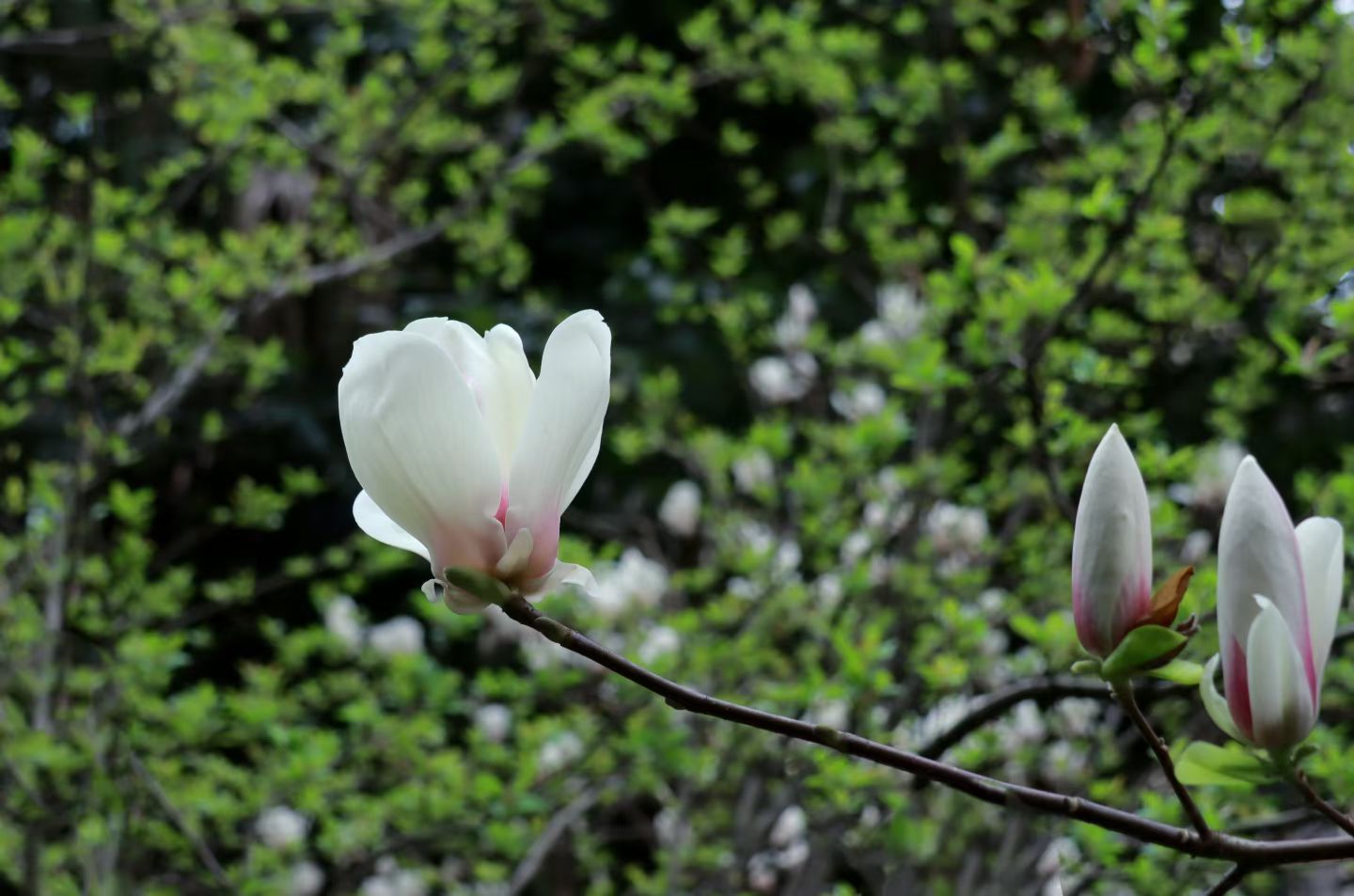 玉兰花开君再来(图7) 玉兰花开君再来(图7)