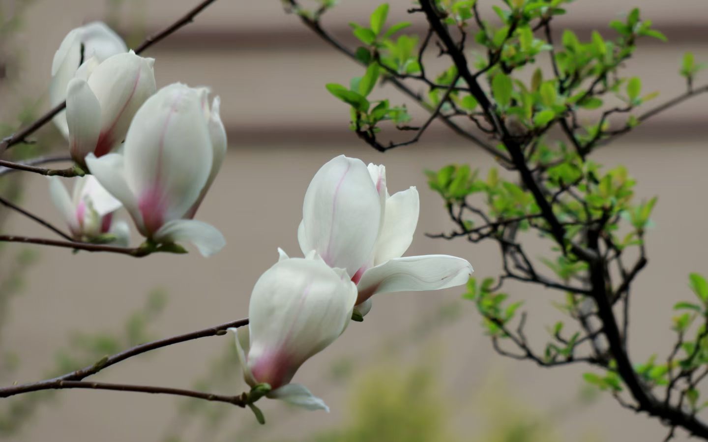 玉兰花开君再来(图5) 玉兰花开君再来(图5)