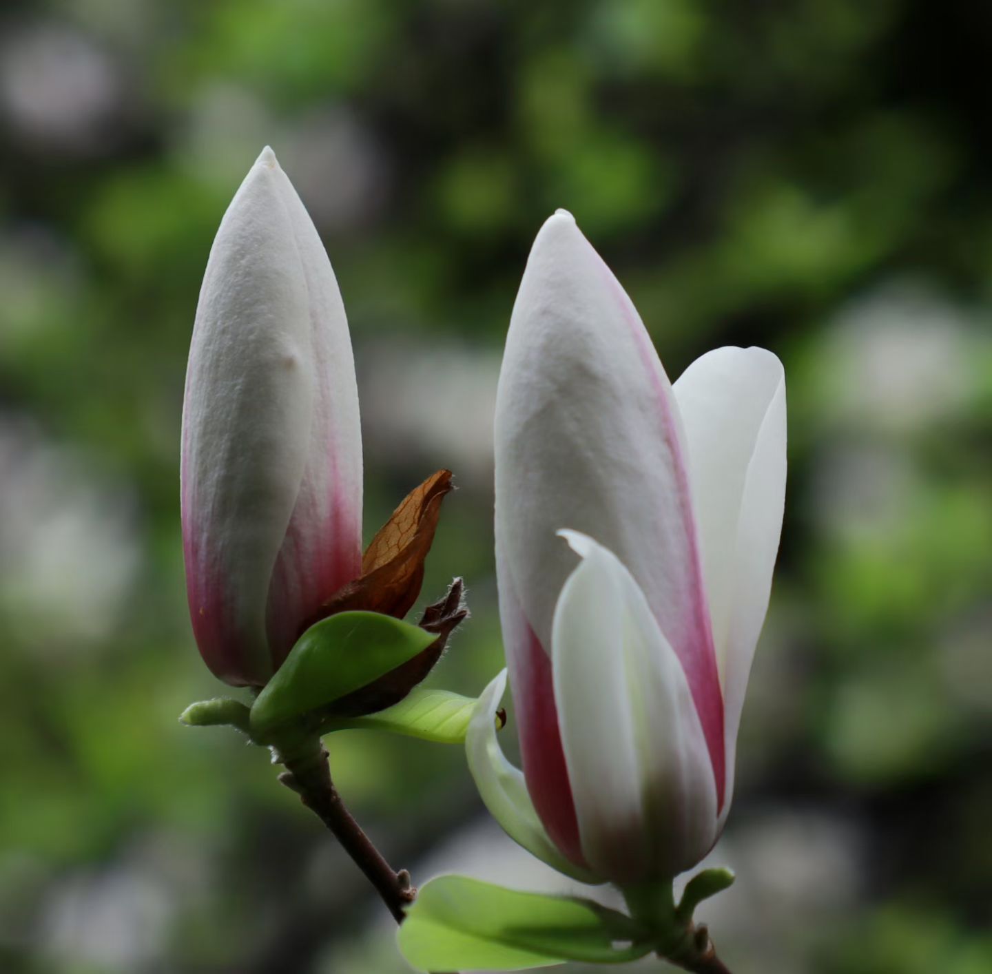 玉兰花开君再来(图6) 玉兰花开君再来(图6)