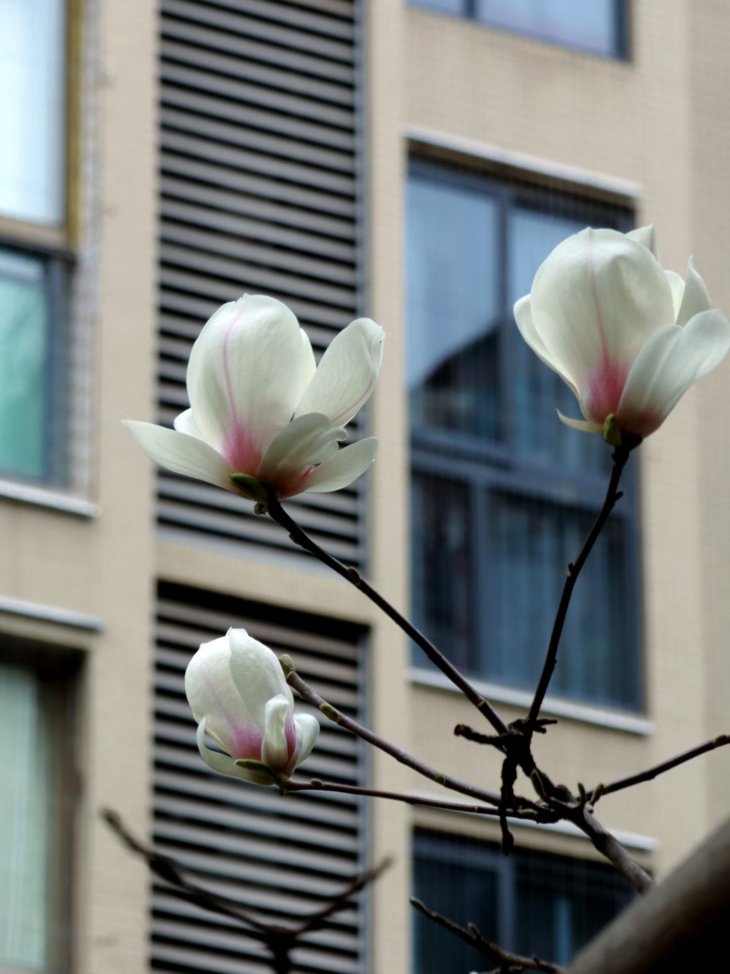 玉兰花开君再来(图2) 玉兰花开君再来(图2)