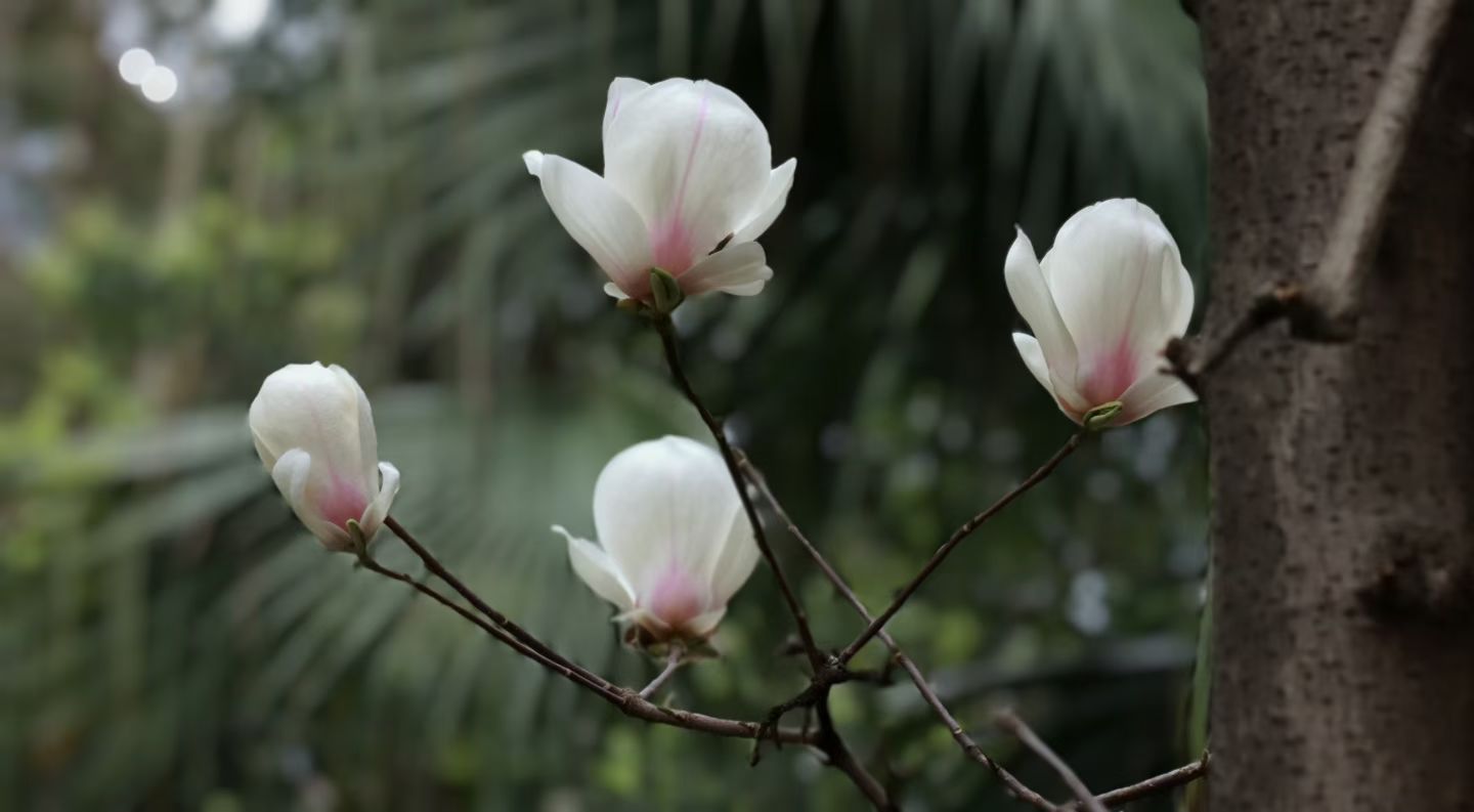 玉兰花开君再来(图3) 玉兰花开君再来(图3)