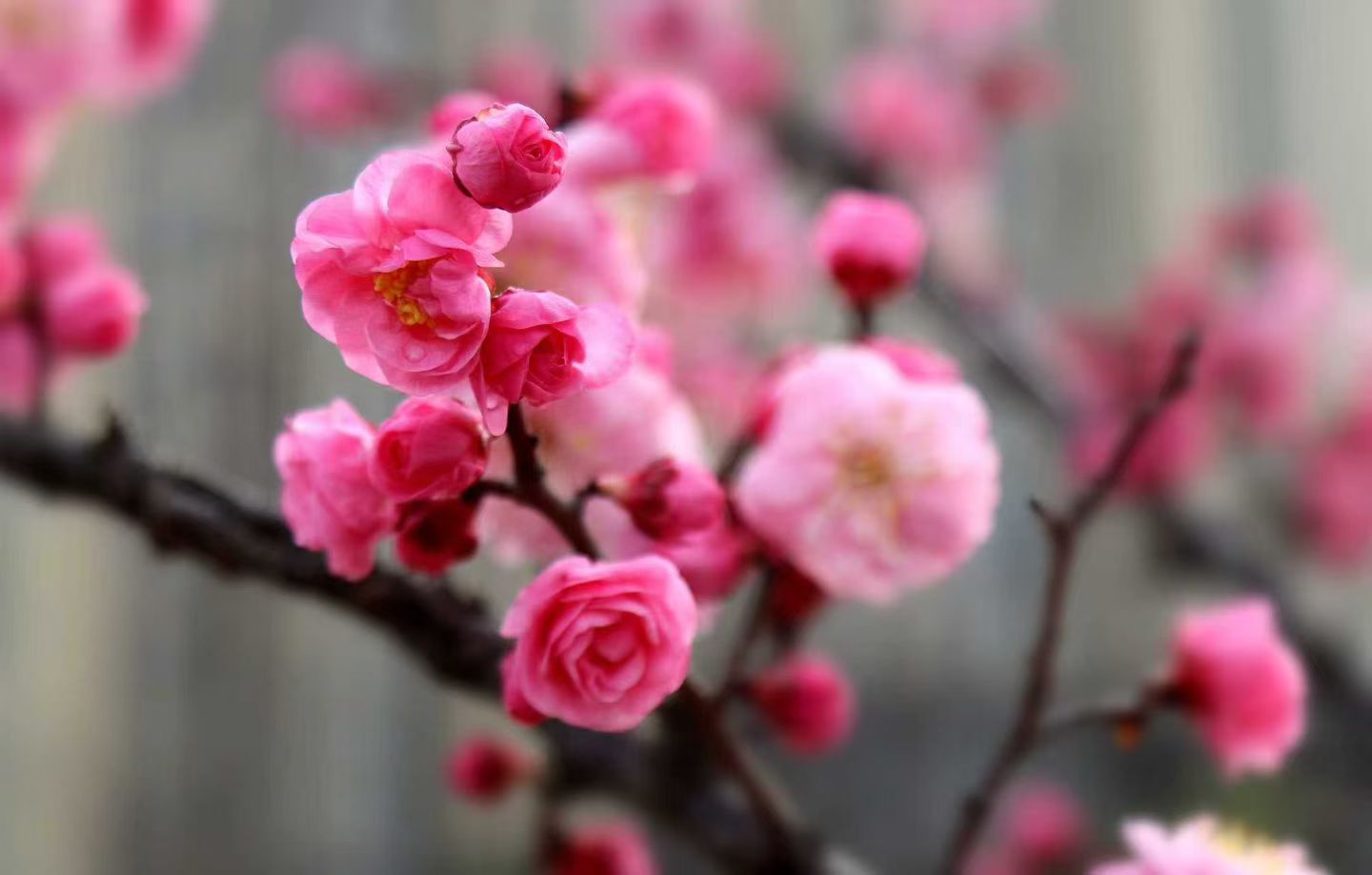 春的气息(图7)