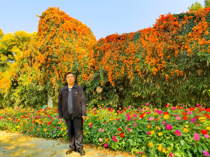 炮仗花开忆前辈(图1)