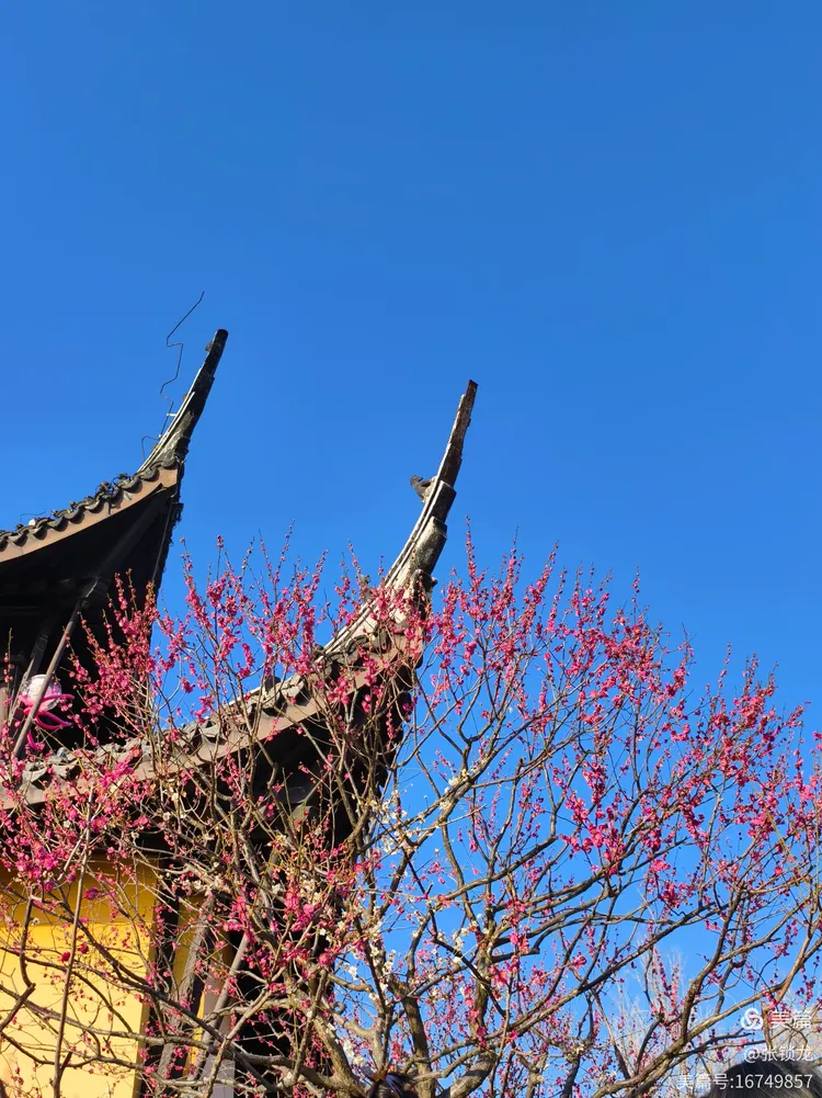 看草看花看人间盛世繁花(图1)