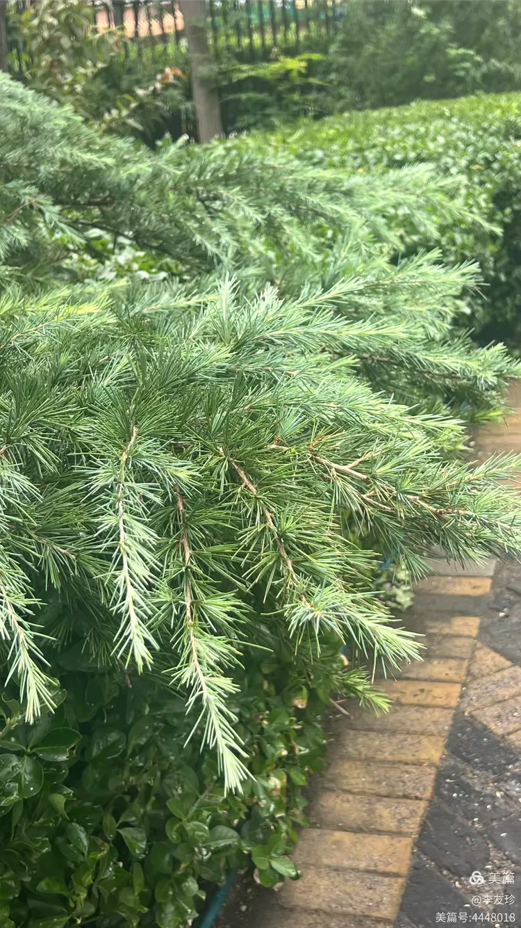 中伏第八天降雨热不减(图1) 中伏第八天降雨热不减(图1)