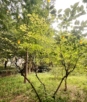 中秋节抒怀(图1) 中秋节抒怀(图1)