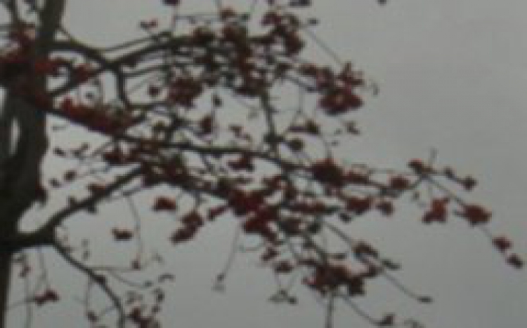 木棉花开忆战友
