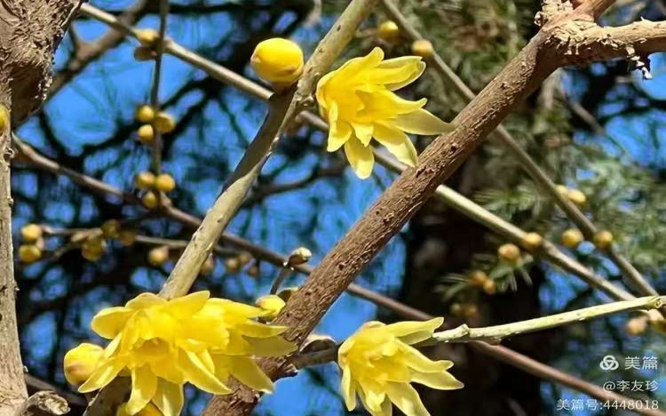 月坛公园蜡梅飘香