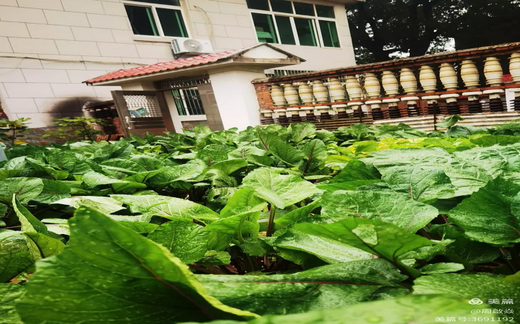 红菜苔的乡愁