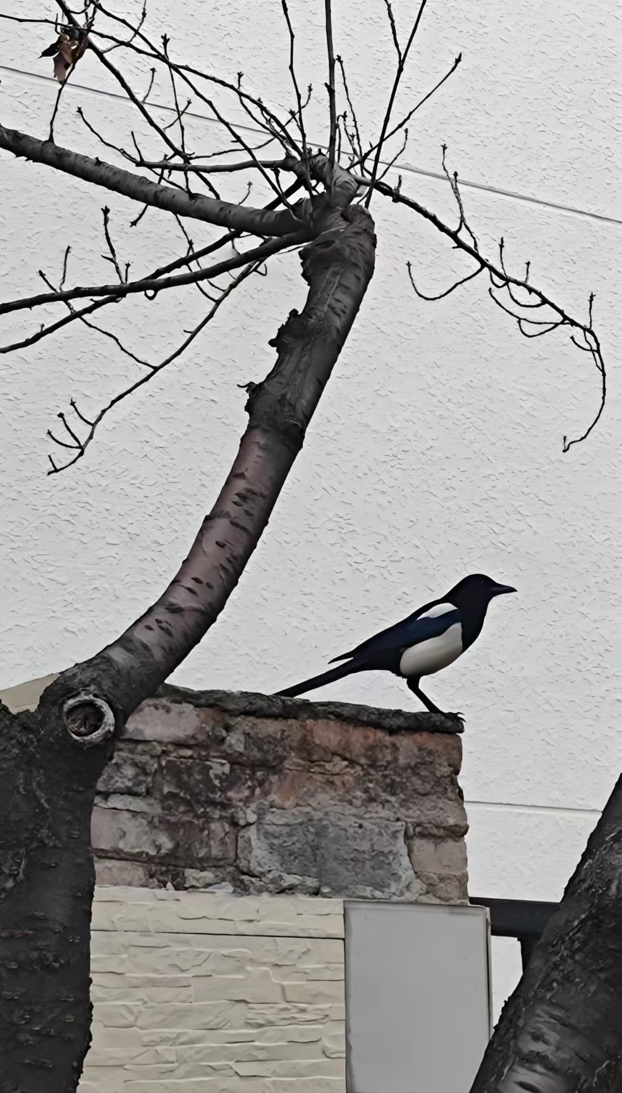 春日午餐（外一首）(图1)