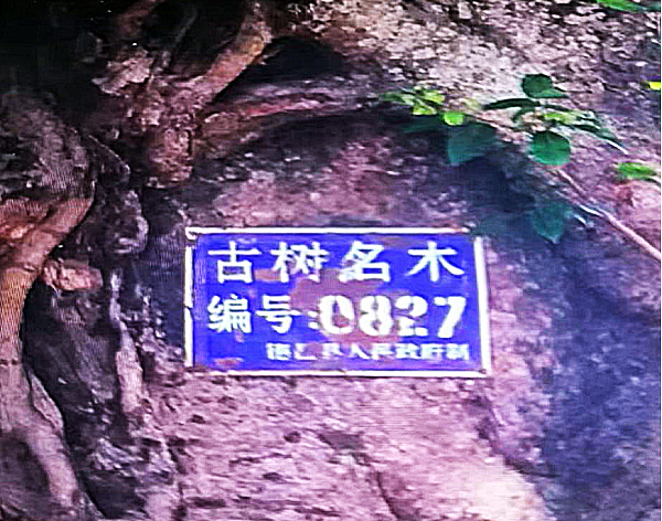 回忆我的爸爸(上篇）(图8)