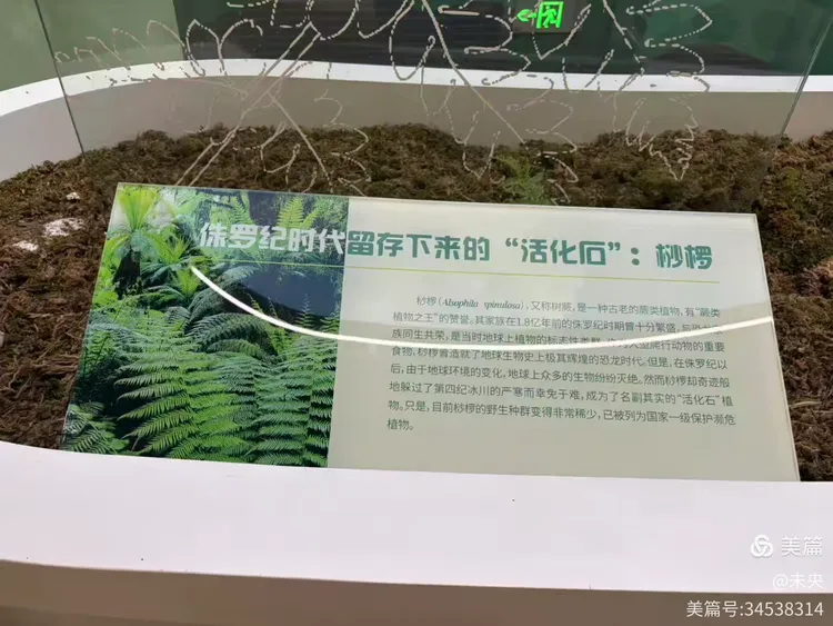游杭州植物园 (图2)