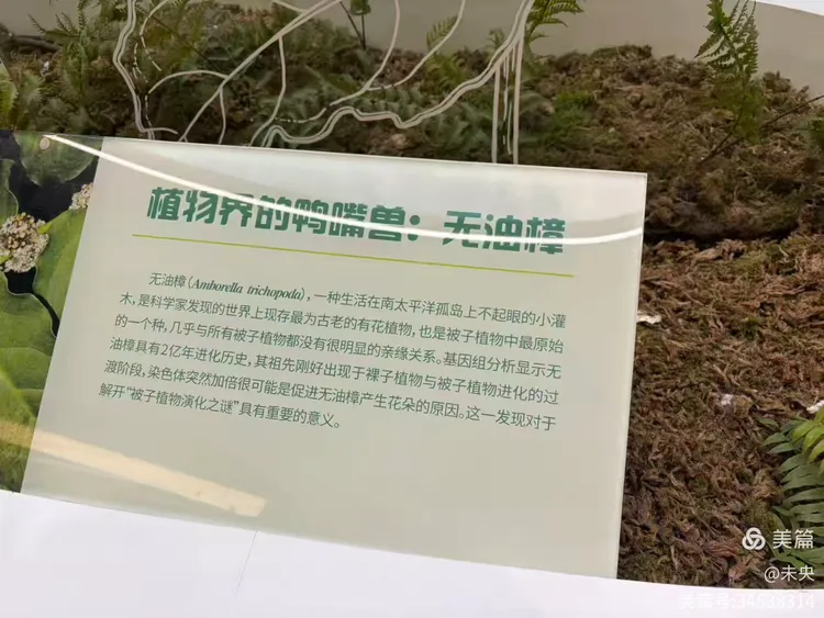 游杭州植物园 (图3)