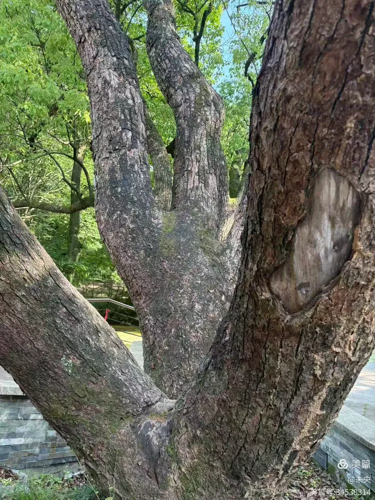 游杭州植物园 (图7)